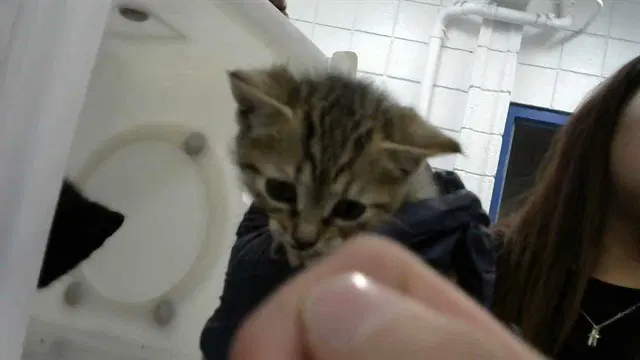 Astrid - Domestic Short Hair