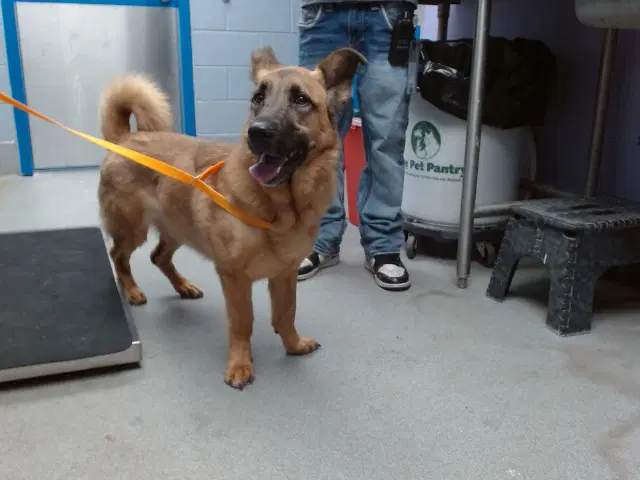 Zena - German Shepherd Dog