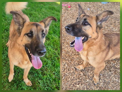 BELLE, a dog for adoption from Albuquerque Animal Services - Westside