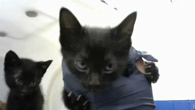 Hiccup - Domestic Short Hair