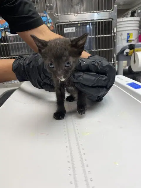Persimmon - Domestic Short Hair