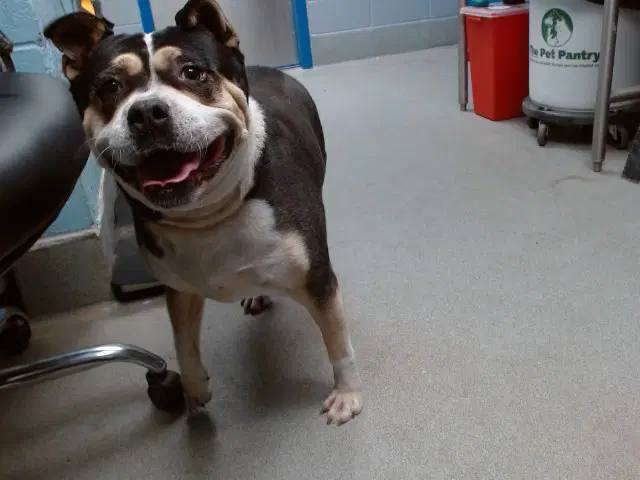 Trixie - American Pit Bull Terrier