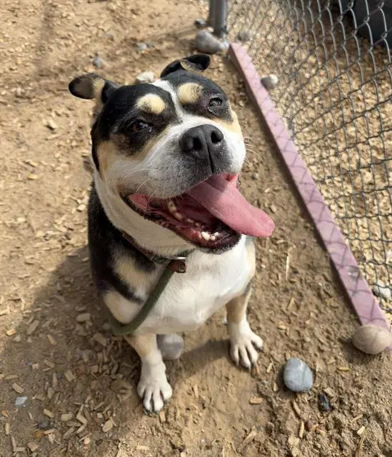 Trixie - American Pit Bull Terrier