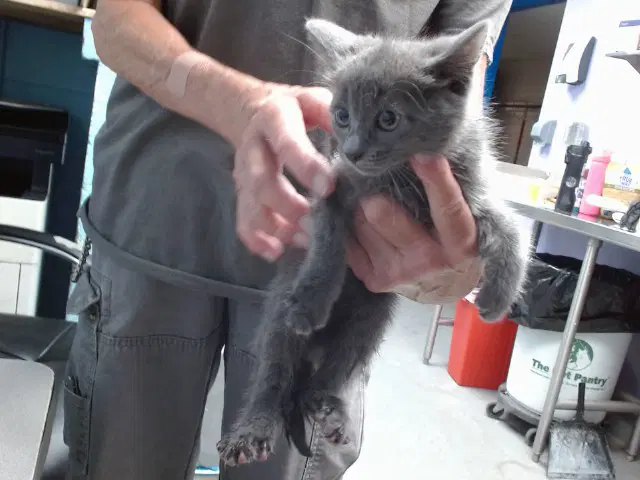 Lemon - Domestic Short Hair