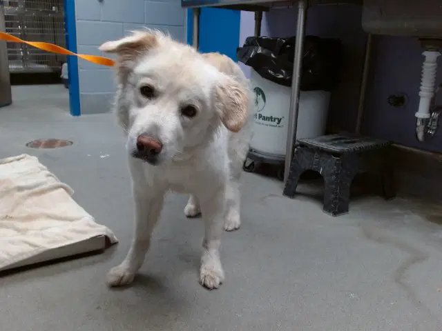 Maggie - Great Pyrenees