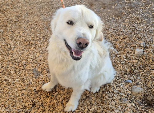 MAGGIE, a dog for adoption from Albuquerque Animal Services - Westside