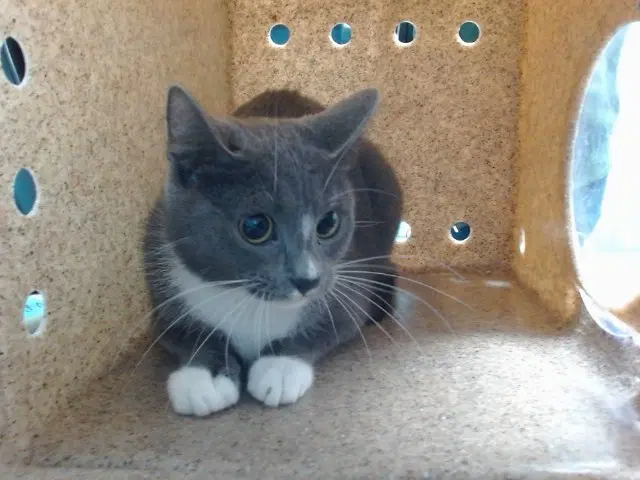 Emerald - Domestic Short Hair
