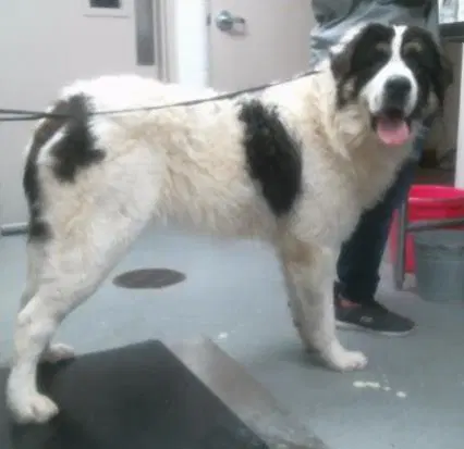 Bruno - Saint Bernard