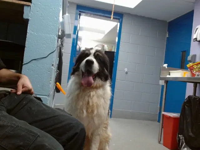 Bruno - Saint Bernard