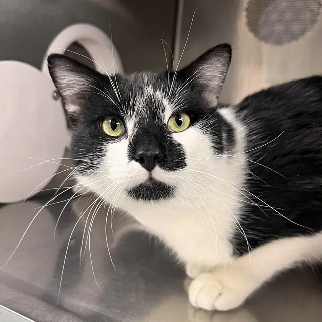 Dexter - Domestic Short Hair
