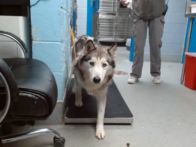 Morrison - Husky