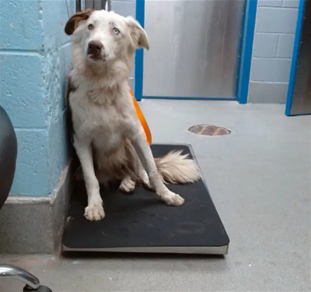 Karla - Border Collie