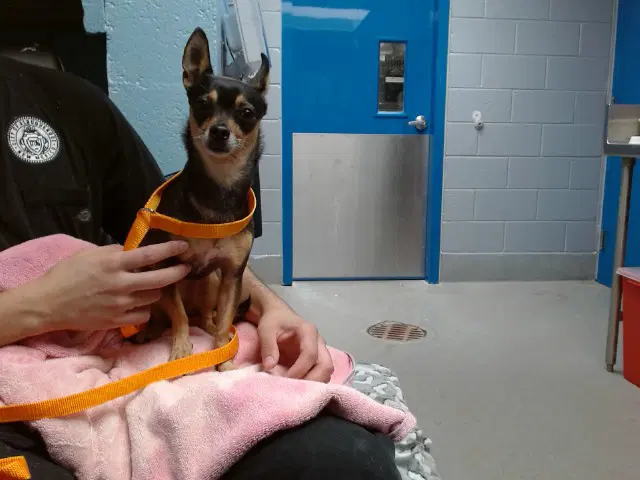 Misty - Miniature Pinscher