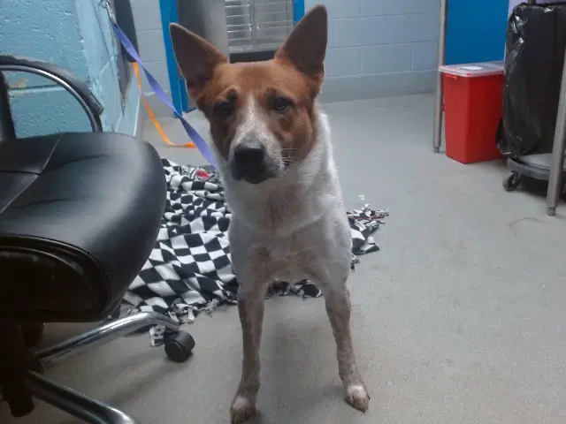 Bean - Australian Kelpie