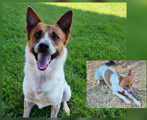 BEAN, a dog for adoption from Albuquerque Animal Services - Westside