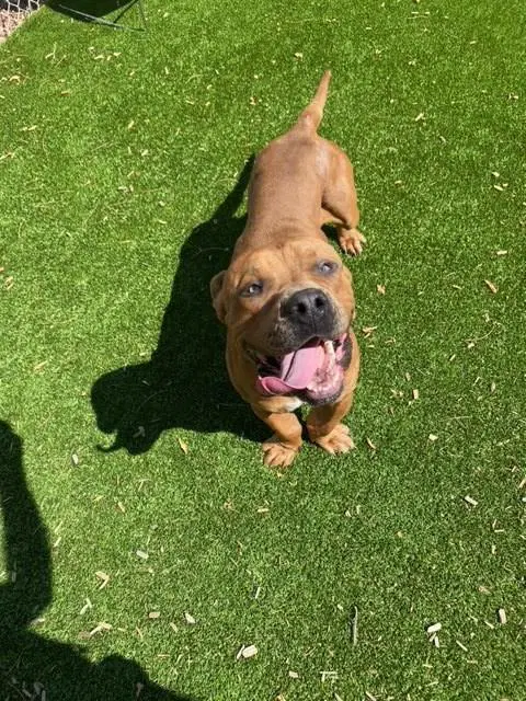 Kilo - Cane Corso Mastiff