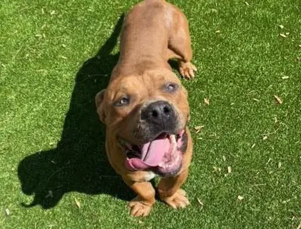 Kilo - Cane Corso