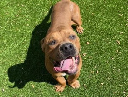KILO, a dog for adoption from Albuquerque Animal Services - Westside
