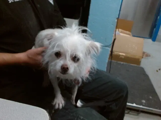 Billy - Chihuahua