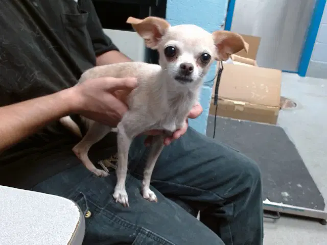 Shell - Chihuahua
