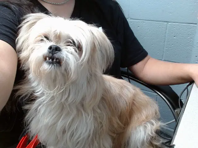 Janice - Shih Tzu