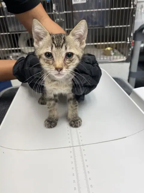 Clementine - Domestic Short Hair