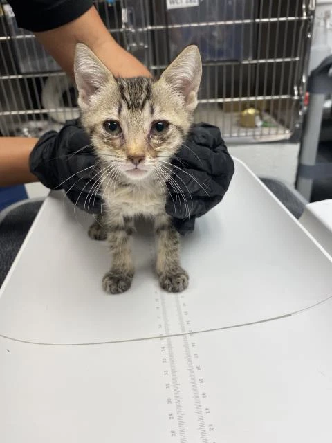 Clementine