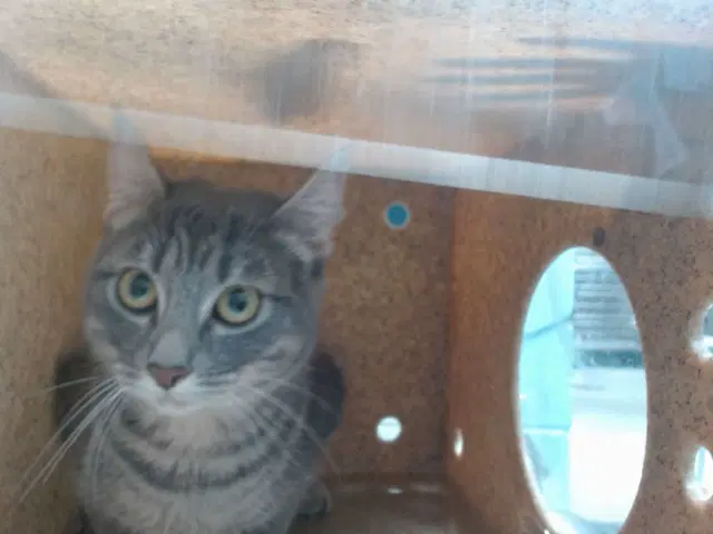 Momma - Domestic Short Hair