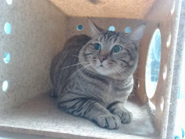 Papa - Domestic Short Hair