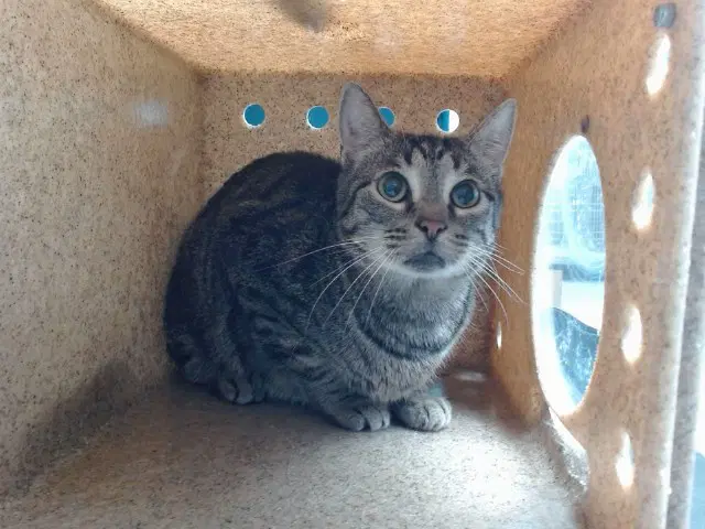 Baby Girl - Domestic Short Hair