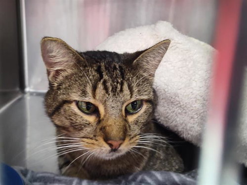 FLOPPY, a cat for adoption from Albuquerque Animal Services - Westside