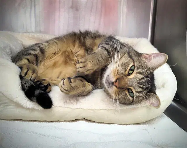 Floppy - Domestic Short Hair