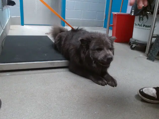 Negra - Chow Chow