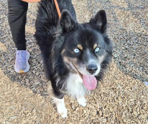 SHADOW, a dog for adoption from Albuquerque Animal Services - Westside