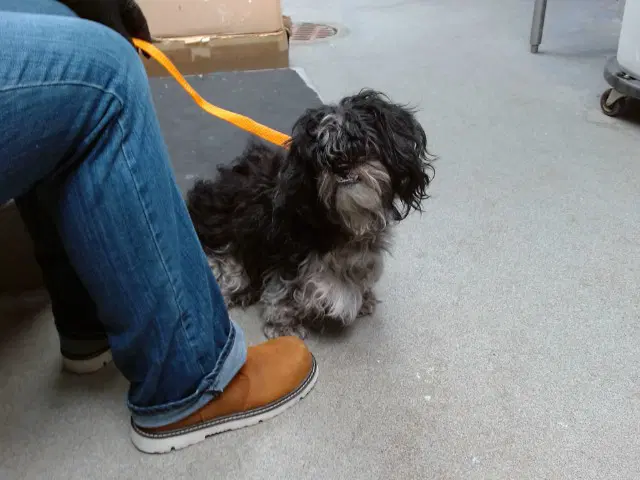 Chevron - Poodle (Miniature)