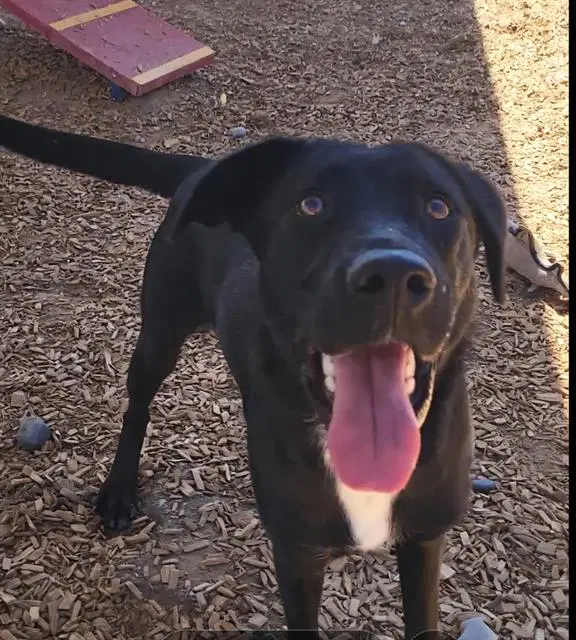 Sable - Labrador Retriever
