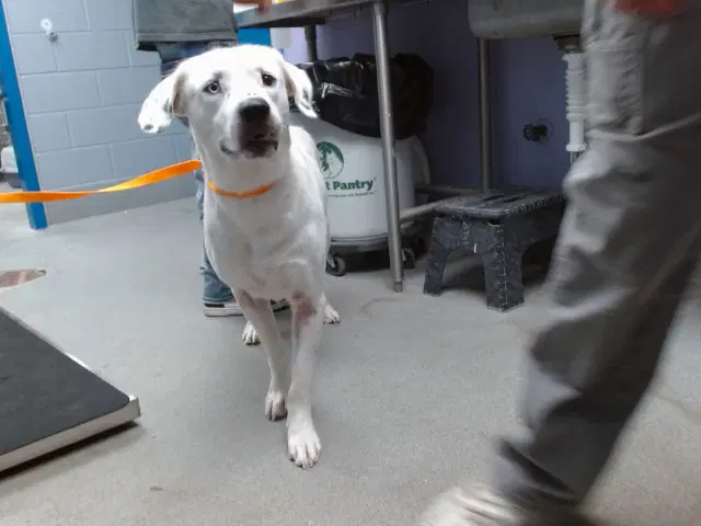 Chris - Labrador Retriever
