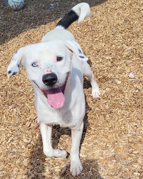 CHRIS, a dog for adoption from Albuquerque Animal Services - Westside