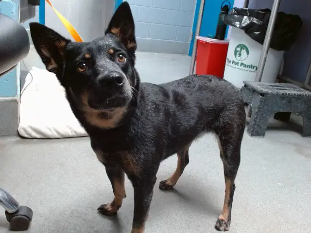 Clementine - Queensland Heeler