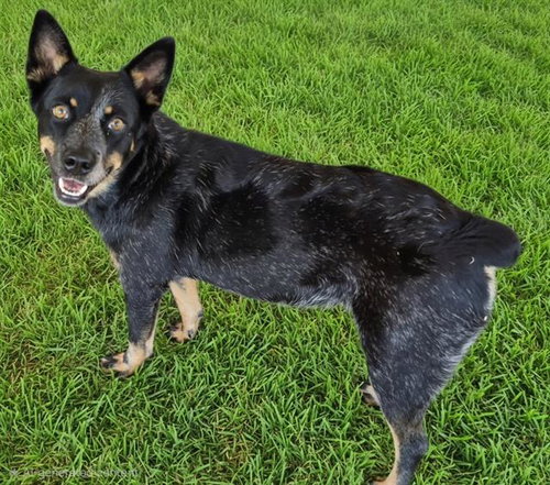 CLEMENTINE, a dog for adoption from Albuquerque Animal Services - Westside