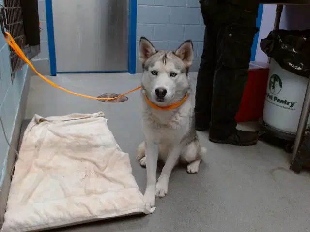 Crunch Wrap - Husky