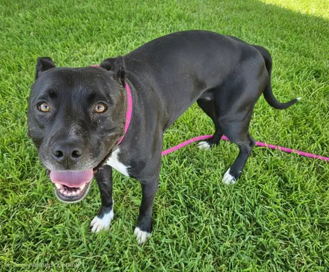 Luna - Pit Bull Terrier