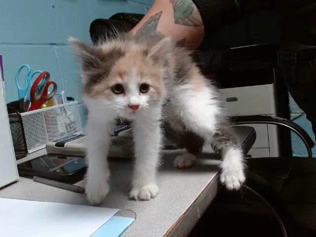 Bianca - Domestic Medium Hair