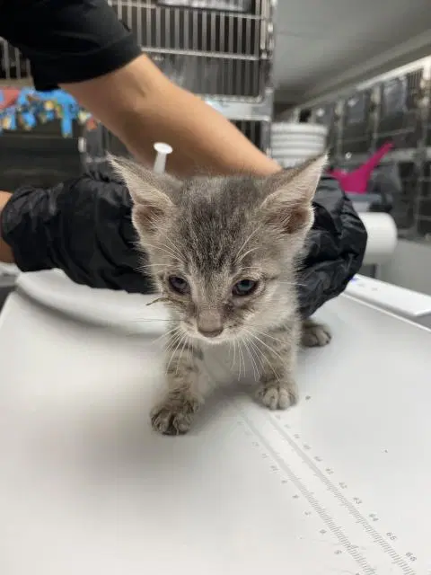 Pomelo - Domestic Short Hair