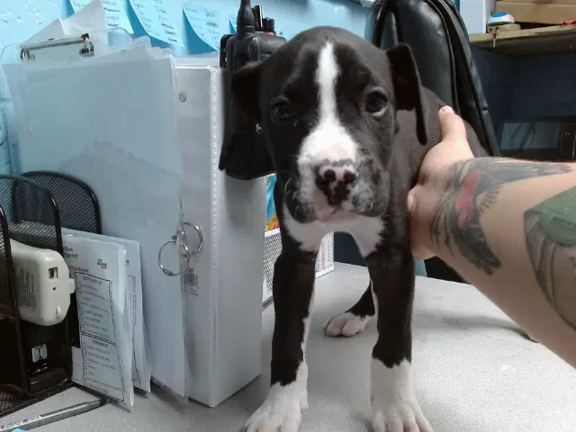 Alvin - American Pit Bull Terrier