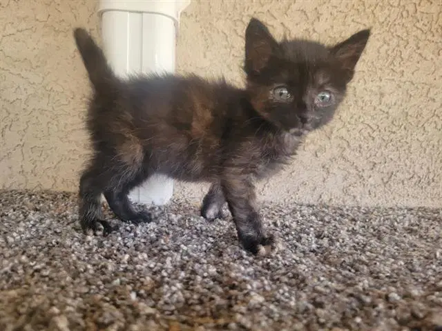 Barnone - Domestic Short Hair