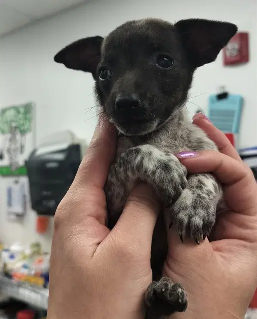 Capi - Australian Cattle Dog/Blue Heeler