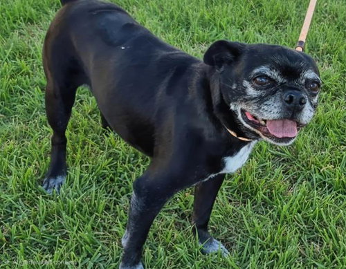 OLLIE, a dog for adoption from Albuquerque Animal Services - Westside
