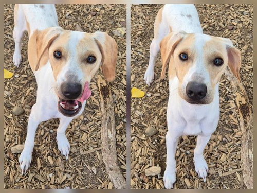 FREDDY, a dog for adoption from Albuquerque Animal Services - Westside