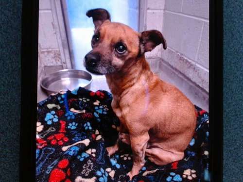 TEDDY, a dog for adoption from Albuquerque Animal Services - Westside